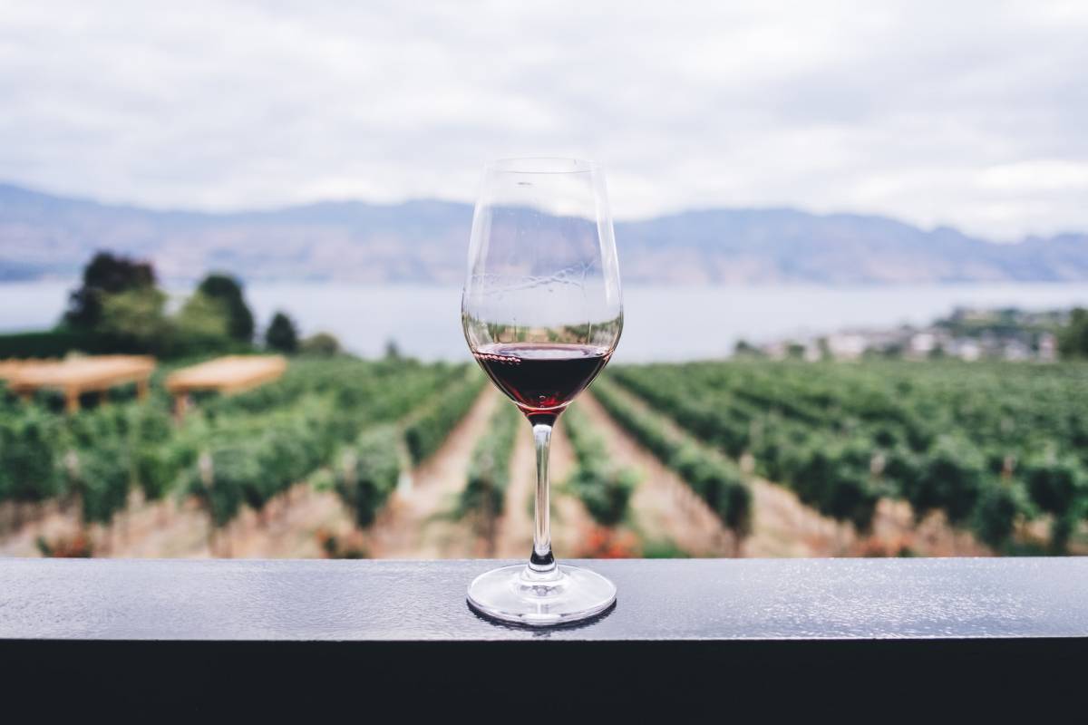 вино на фоне виноградников